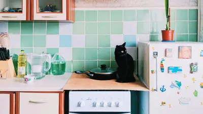 Cute black cat sitting on electric cooker in kitchen with cupboards and utensils near refrigerator with magnets in light apartment
